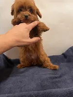 Teacup 2, a male Miniature Goldendoodle for sale in Queens, NY – Photo 1 of 2