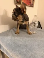 Bella Bambina , a female French Bulldog for sale in Queens, NY – Photo 3 of 3