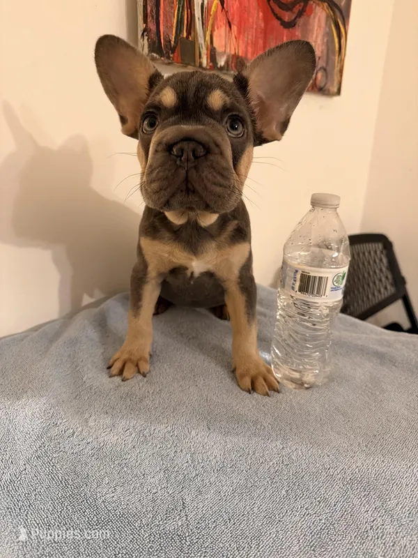 Bella Bambina  – French Bulldog puppy for sale in Queens, NY