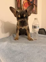 Bella Bambina , a female French Bulldog for sale in Queens, NY – Photo 2 of 3