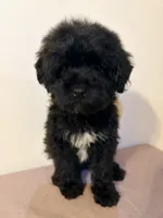 Papo, a male Miniature Goldendoodle for sale in Queens, NY – 2 of 2