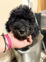 Chico , a male Miniature Bernedoodle for sale in Queens, NY – 2 of 2