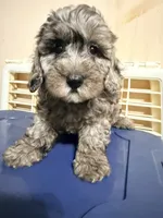Pepe, a male Cavapoo for sale in Queens, NY – 3 of 3