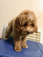 Lola , a female Cockapoo for sale in Queens, NY – 3 of 3