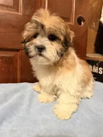 Teddy bear 1, a female Shihpoo for sale in Queens, NY – Photo 2 of 2