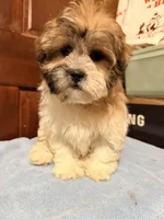 Teddy bear 1, a female Shihpoo for sale in Queens, NY – Photo 1 of 2