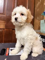 Blanco , a male Cavapoo for sale in Queens, NY – Photo 3 of 4