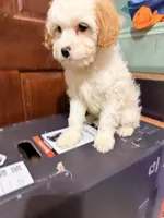 Blanco , a male Cavapoo for sale in Queens, NY – Photo 4 of 4