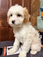 Blanco , a male Cavapoo for sale in Queens, NY – Photo 2 of 4