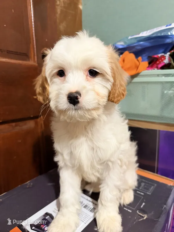Blanco  – Cavapoo puppy for sale in Queens, NY