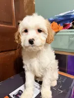 Blanco , a male Cavapoo for sale in Queens, NY – Photo 1 of 4