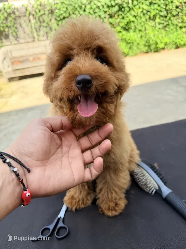 Coconuts  – Poodle - Miniature  puppy for sale in Queens, NY