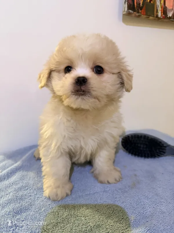 Popa – Peekapoo puppy for sale in Queens, NY