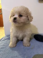 Popa, a female Peekapoo for sale in Queens, NY – Photo 2 of 2