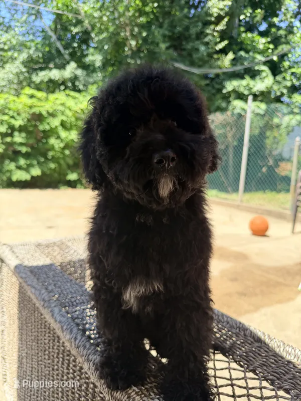 Negra – Miniature Goldendoodle puppy for sale in Queens, NY