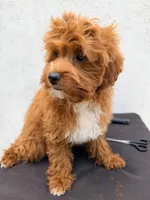 Coca, a female Cavapoo for sale in Queens, NY – 2 of 2