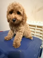 Coca , a female Cockapoo for sale in Queens, NY – 3 of 3
