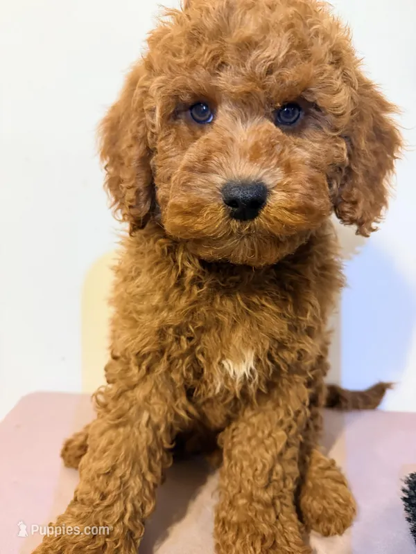Rojo 2 , a male Miniature Goldendoodle for sale in Queens, NY – Photo 1 of 2