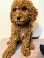 Rojo 2 , a male Miniature Goldendoodle for sale in Queens, NY – Photo 2 of 2