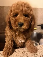 Rojo 2 , a male Miniature Goldendoodle for sale in Queens, NY – Photo 5 of 5