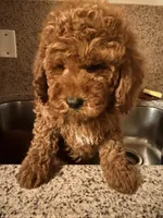 Rojo 2 , a male Miniature Goldendoodle for sale in Queens, NY – Photo 3 of 5