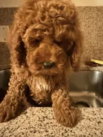 Rojo 2 , a male Miniature Goldendoodle for sale in Queens, NY – Photo 2 of 5