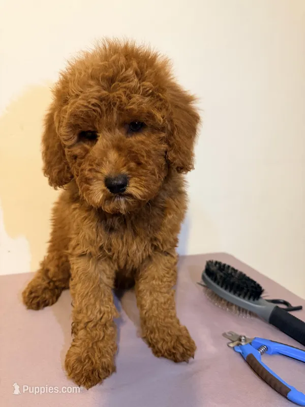 Rojo 2  – Miniature Goldendoodle puppy for sale in Queens, NY