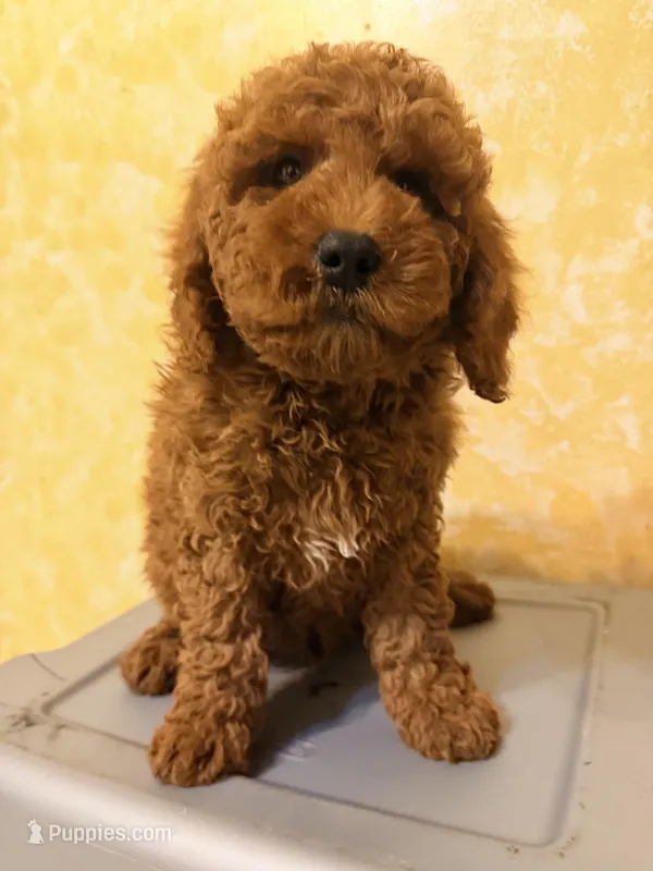 Rojo 2  – Miniature Goldendoodle puppy for sale in Queens, NY