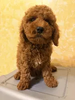 Rojo 2 , a male Miniature Goldendoodle for sale in Queens, NY – Photo 1 of 5