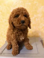 Rojo 2 , a male Miniature Goldendoodle for sale in Queens, NY – Photo 4 of 5