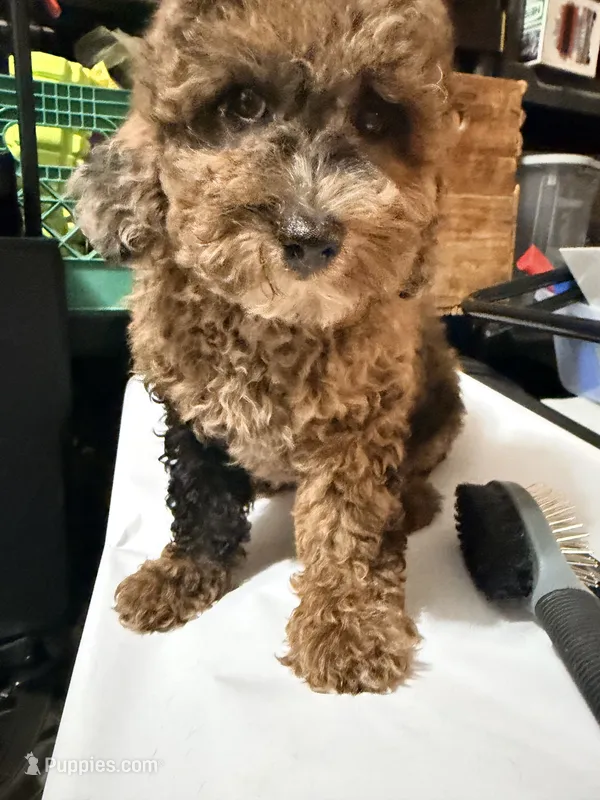 Merle  – Miniature Goldendoodle puppy for sale in Queens, NY