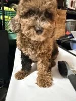 Merle , a female Miniature Goldendoodle for sale in Queens, NY – 1 of 2