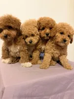 Piti , a male Poodle - Toy  for sale in Queens, NY – 3 of 3