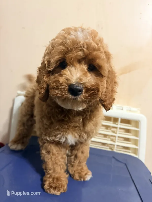 Lola is Back  – Cockapoo puppy for sale in Queens, NY