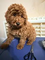 Pepe , a male Poodle - Miniature  for sale in Queens, NY – 2 of 3
