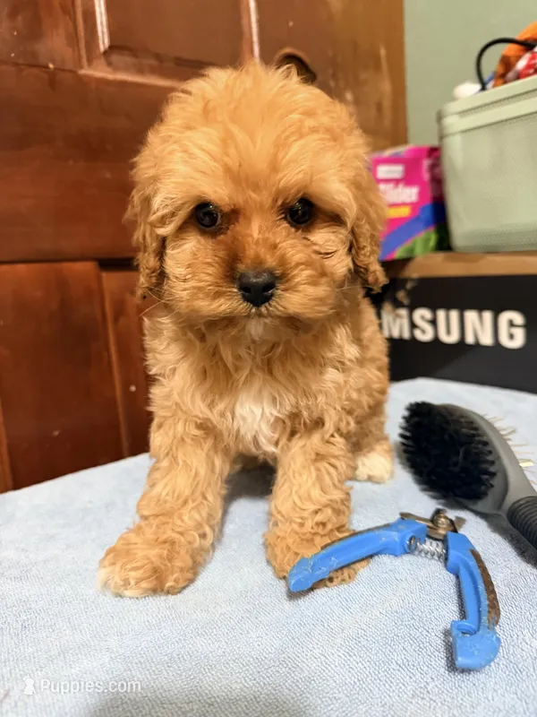 Baby 1 female  – Cavapoo puppy for sale in Queens, NY