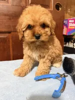 Baby 1 female , a female Cavapoo for sale in Queens, NY – Photo 3 of 3