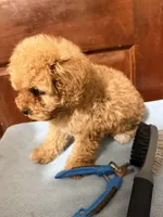 Baby 1 female , a female Cavapoo for sale in Queens, NY – Photo 2 of 3