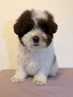 Brownie , a male Poodle - Miniature  for sale in Queens, NY – Photo 2 of 4