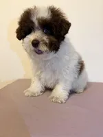 Brownie , a male Poodle - Miniature  for sale in Queens, NY – Photo 4 of 4