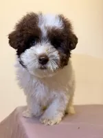 Brownie , a male Poodle - Miniature  for sale in Queens, NY – Photo 3 of 4