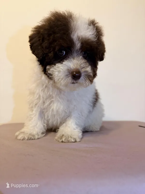 Brownie  – Poodle - Miniature  puppy for sale in Queens, NY