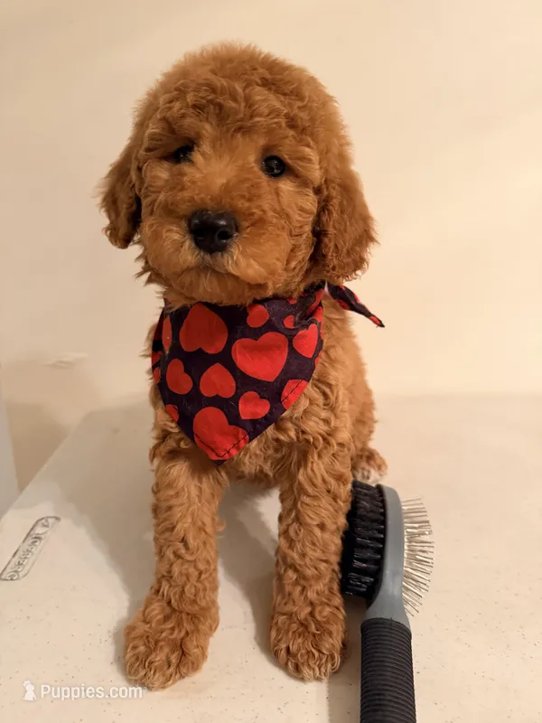 Pepa , a female Poodle - Miniature  for sale in Queens, NY – Photo 1 of 1