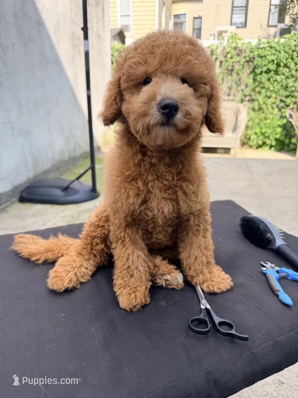 Pepa – Miniature Goldendoodle puppy for sale in Queens, NY