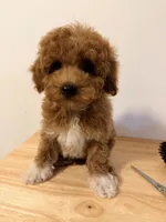 Boots, a female Poodle - Toy  for sale in Queens, NY – 2 of 3
