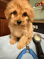 Baby girl 2 , a female Cavapoo for sale in Queens, NY – Photo 1 of 3