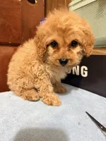 Baby girl 2 , a female Cavapoo for sale in Queens, NY – Photo 3 of 3