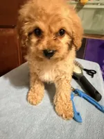 Baby girl 2 , a female Cavapoo for sale in Queens, NY – Photo 2 of 3