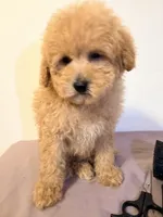 Pipi, a male Poodle - Toy  for sale in Queens, NY – 1 of 3