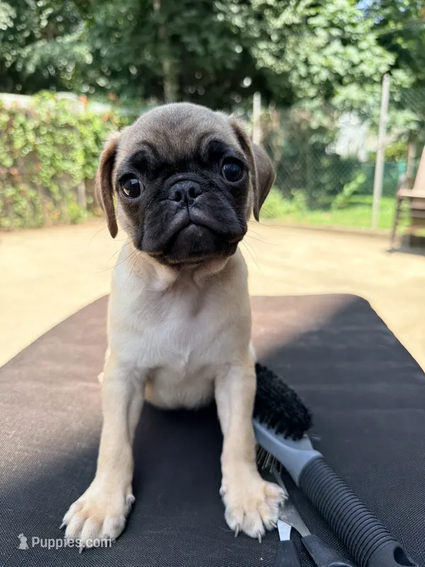Nalga – Pug puppy for sale in Queens, NY